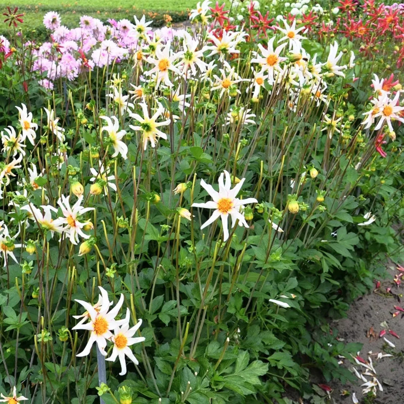 Dahlia Honka Fragile - Dahlia | Achat direct au producteur
