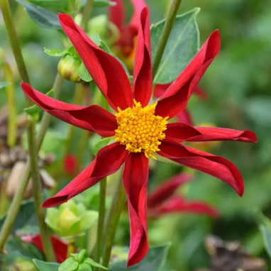 Dahlia Honka Red - Dahlia | Achat direct au producteur