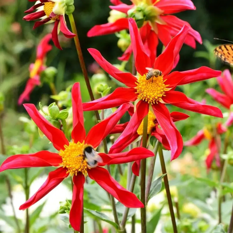 Dahlia Honka Red - Dahlia | Achat direct au producteur