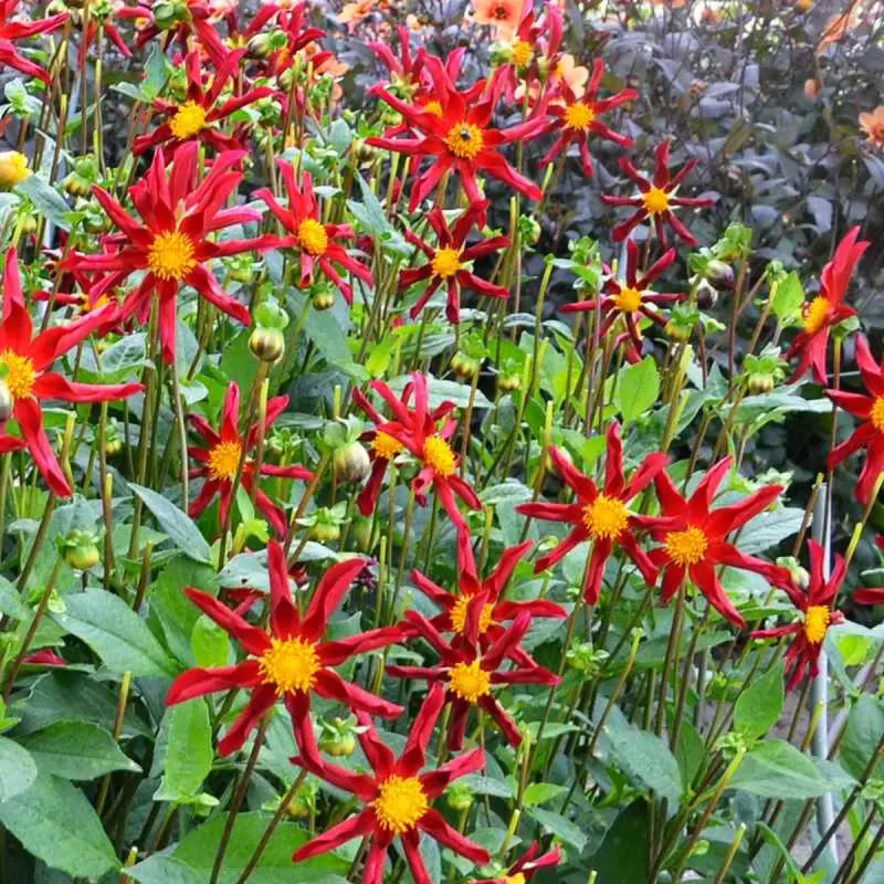 Dahlia Honka Red - Dahlia | Achat direct au producteur