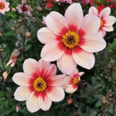 Dahlia Nain Simple 'Sevilla' - Dahlia | Achat direct au producteur