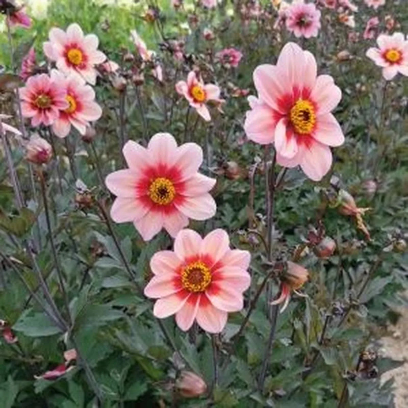 Dahlia Nain Simple 'Sevilla' - Dahlia | Achat direct au producteur