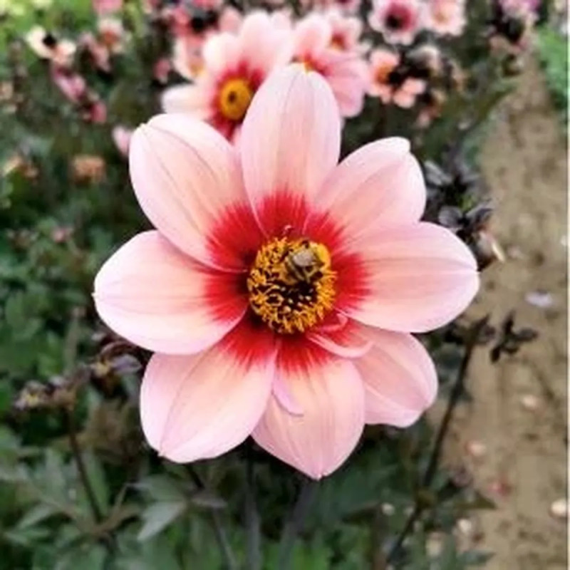 Dahlia Nain Simple 'Sevilla' - Dahlia | Achat direct au producteur