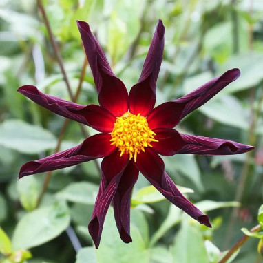 Dahlia Honka 'Verrone's Obsidian' - Dahlia | Achat producteur