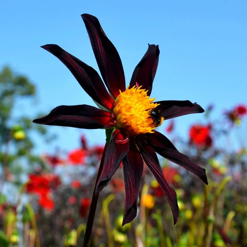 Dahlia Honka 'Verrone's Obsidian' - Dahlia | Achat producteur
