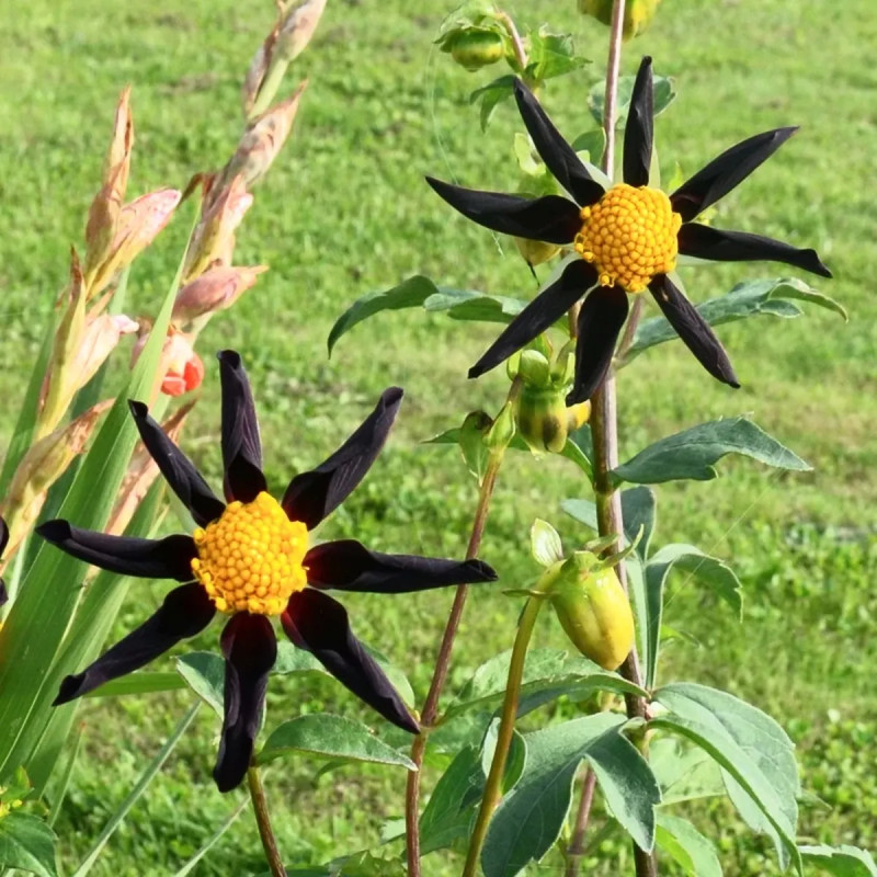 Dahlia Honka 'Verrone's Obsidian' - Dahlia | Achat producteur