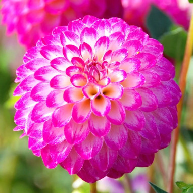 Dahlia pompon 'Kalinka' - Dahlia | Achat direct au producteur
