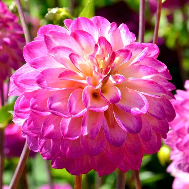 Dahlia pompon 'Kalinka' - Dahlia | Achat direct au producteur