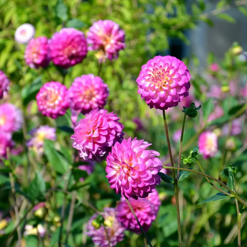 Dahlia pompon 'Kalinka' - Dahlia | Achat direct au producteur