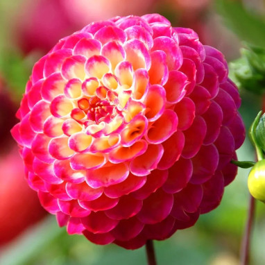 Dahlia Pompon 'Artaban' - Dahlia | Achat direct au producteur