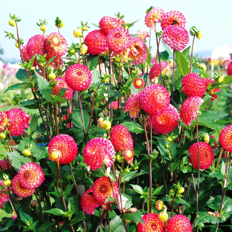 Dahlia Pompon 'Artaban' - Dahlia | Achat direct au producteur