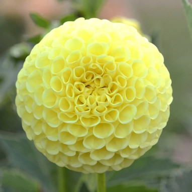 Dahlia pompon Okapi - Dahlia | Achat direct au producteur
