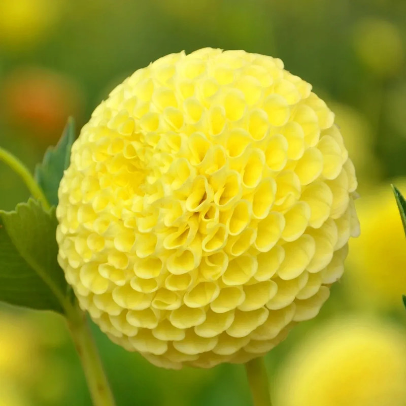 Dahlia pompon Okapi - Dahlia | Achat direct au producteur