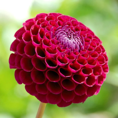 Dahlia Pompon Othello - Dahlia | Achat direct au producteur