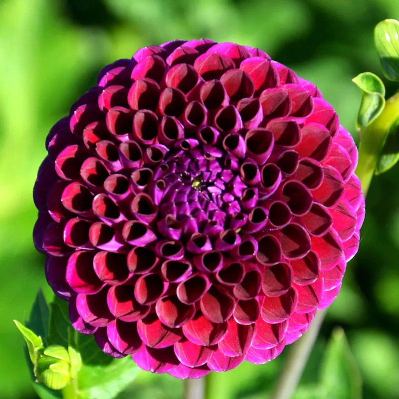 Dahlia Pompon Othello - Dahlia | Achat direct au producteur