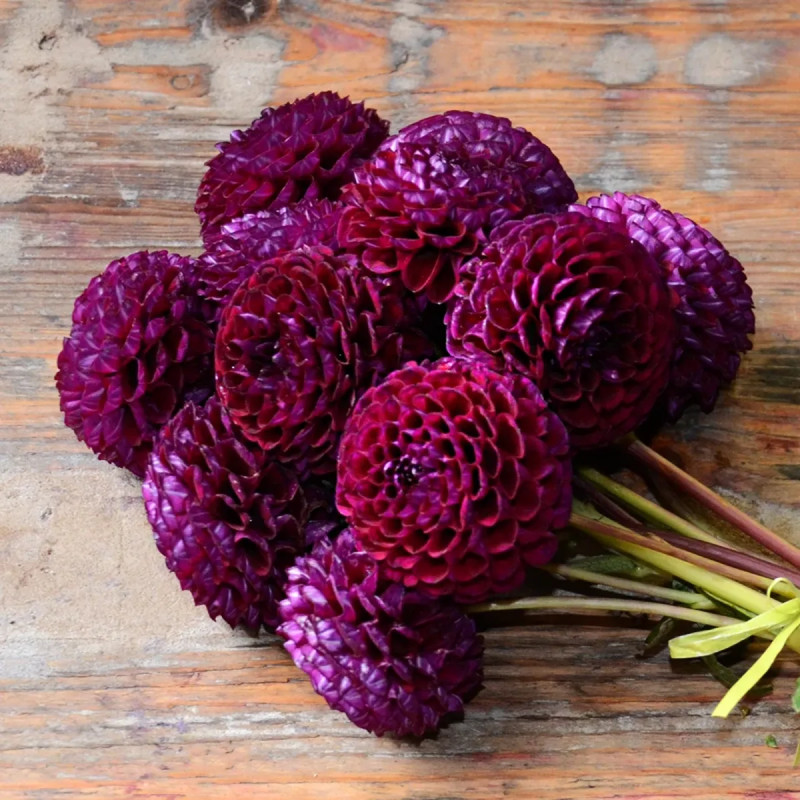 Dahlia Pompon Othello - Dahlia | Achat direct au producteur