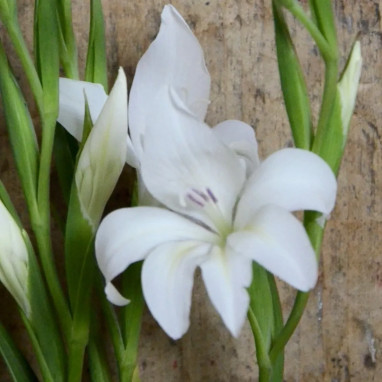 Glaïeul 'Alba la Fiancée' - Gladiolus colvillei | Achat producteur