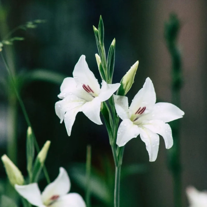 Glaïeul 'Alba la Fiancée' - Gladiolus colvillei | Achat producteur