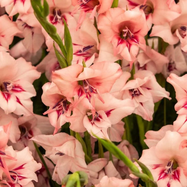 Glaïeul colvillei 'Amanda Mahy' - Gladiolus | Achat direct au producteur