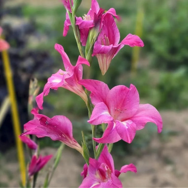 Glaïeul Colvillei 'Charm' - Gladiolus | Achat direct au producteur