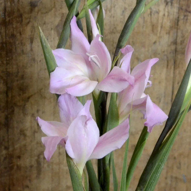 Glaïeul colvillei 'Charming Lady' - Gladiolus | Achat producteur