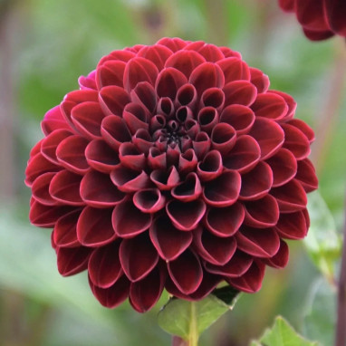 Dahlia Pompon Radjah - Dahlia | Achat direct au producteur