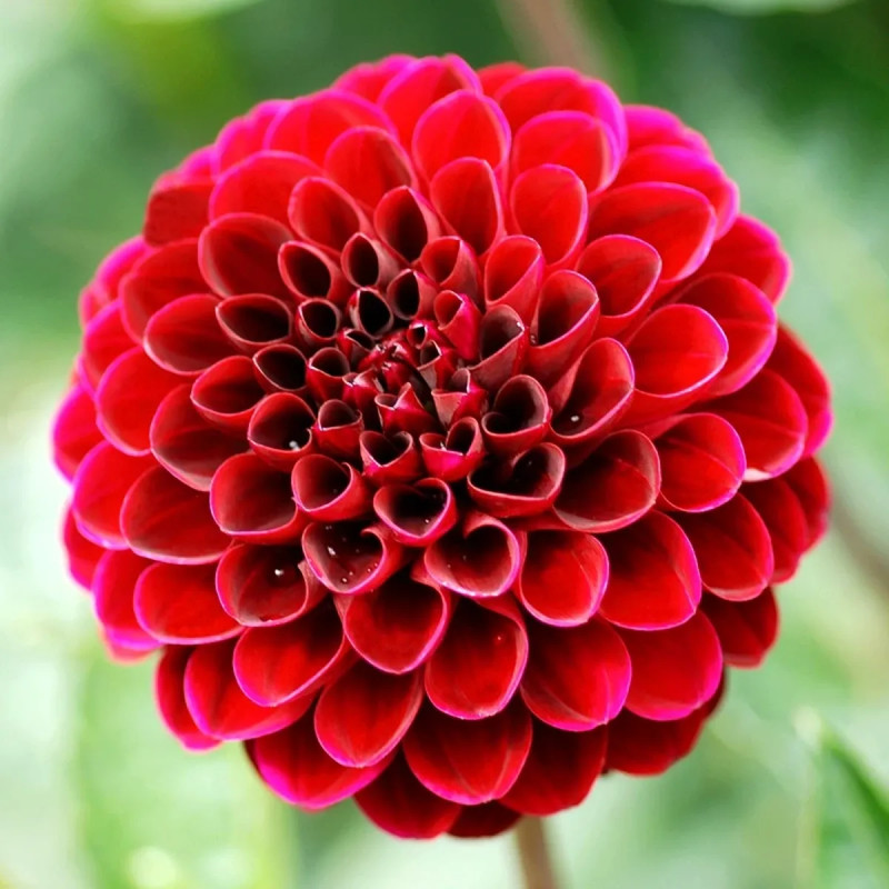 Dahlia Pompon Radjah - Dahlia | Achat direct au producteur