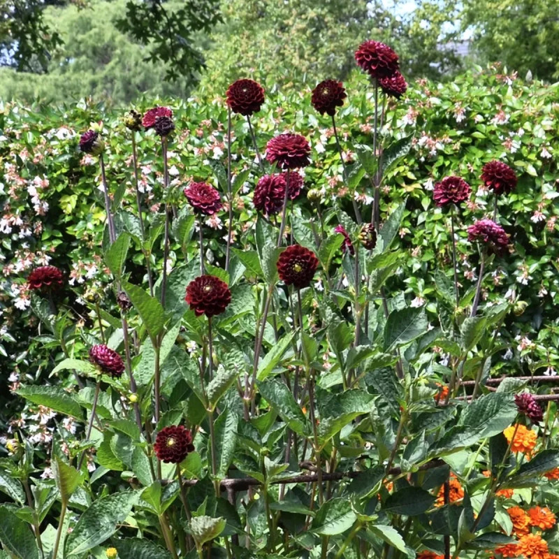 Dahlia Pompon Radjah - Dahlia | Achat direct au producteur