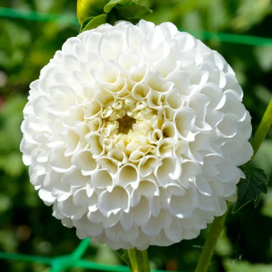 Dahlia pompon 'Villa Blanca' - Dahlia | Achat direct au producteur