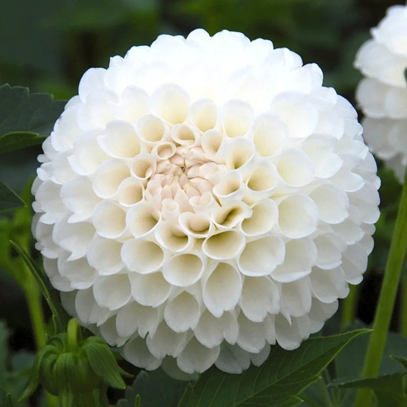 Dahlia pompon 'Villa Blanca' - Dahlia | Achat direct au producteur