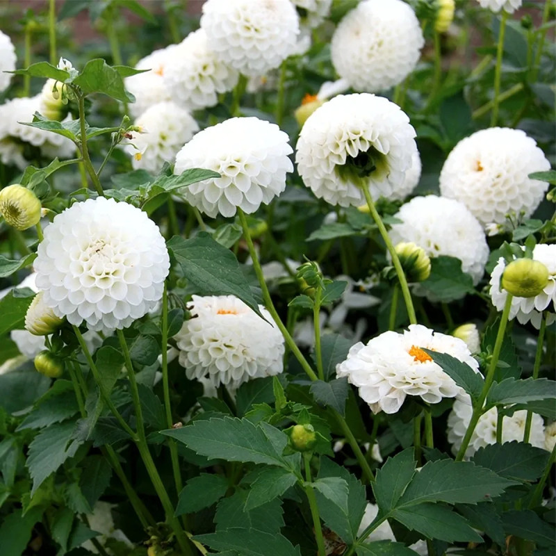 Dahlia pompon 'Villa Blanca' - Dahlia | Achat direct au producteur