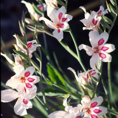 Glaïeul colvillei 'Impressive' - Gladiolus | Achat direct au producteur