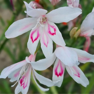 Glaïeul Colvillei 'Nymph' - Gladiolus | Achat direct au producteur