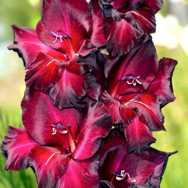 Glaïeul Grande Fleur 'Espresso' - Gladiolus | Achat producteur