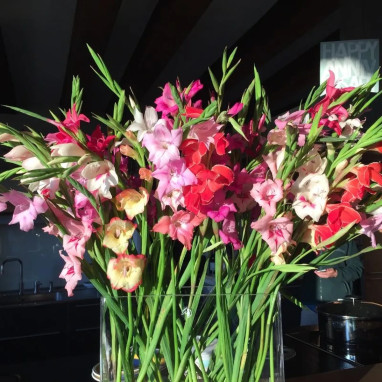 Glaïeul Colvillei Mélange - Gladiolus | Achat direct au producteur