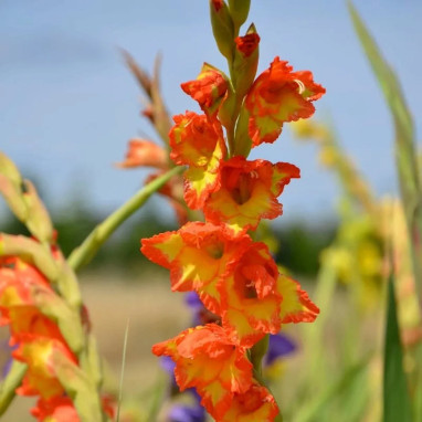 Glaïeul 'Princess Margaret Rose' - Gladiolus | Achat producteur
