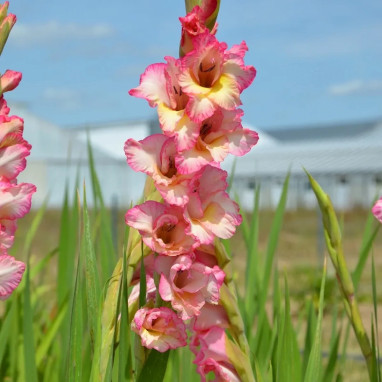 Glaïeul 'Priscilla' - Gladiolus | Achat direct au producteur