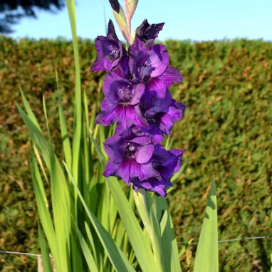 Glaïeul grande fleur 'Purple Flora' - Gladiolus | Achat producteur