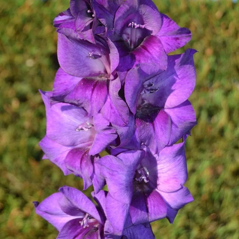Glaïeul grande fleur 'Purple Flora' - Gladiolus | Achat producteur
