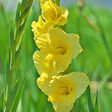 Glaïeul Grande Fleur 'Strong Gold' - Gladiolus | Achat producteur