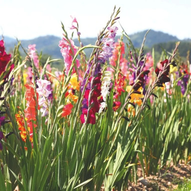 Glaïeul grande fleur mélange - Gladiolus | Achat direct au producteur