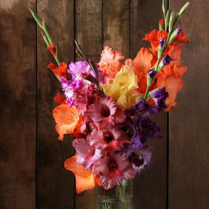 Glaïeul grande fleur mélange - Gladiolus | Achat direct au producteur