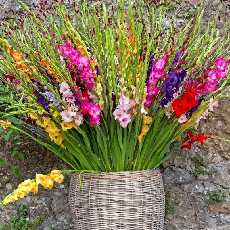 Glaïeul grande fleur mélange - Gladiolus | Achat direct au producteur