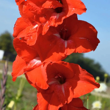 Glaïeul 'Traderhorn' - Gladiolus | Achat direct au producteur