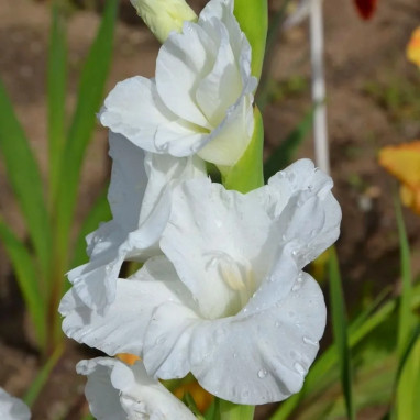 Glaïeul 'White Prosperity' - Gladiolus | Achat direct au producteur