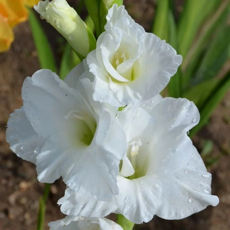 Glaïeul 'White Prosperity' - Gladiolus | Achat direct au producteur