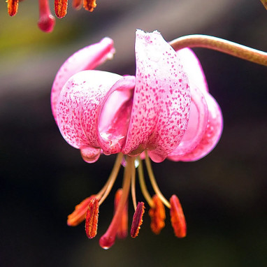 Lis Martagon - Lilium martagon | Achat direct au producteur