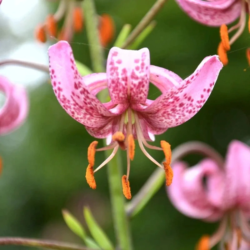 Lis Martagon - Lilium martagon | Achat direct au producteur