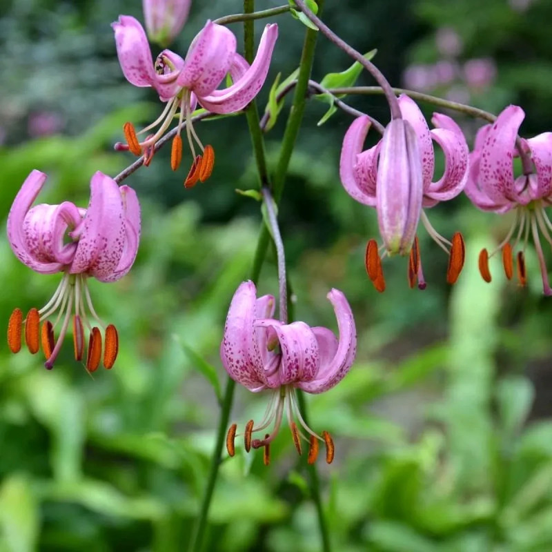 Lis Martagon - Lilium martagon | Achat direct au producteur