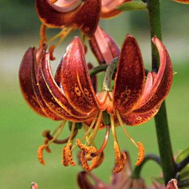 Lis Martagon 'Arabian Night' - Lilium | Achat direct au producteur